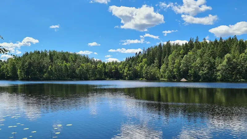 Skogssjö med näckrosblad som speglar molnen